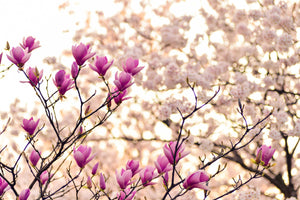 aluminium-print-beautiful-magnolia-xl