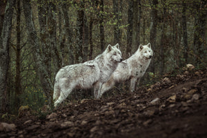 poster-print-meeting-with-white-wolves-x