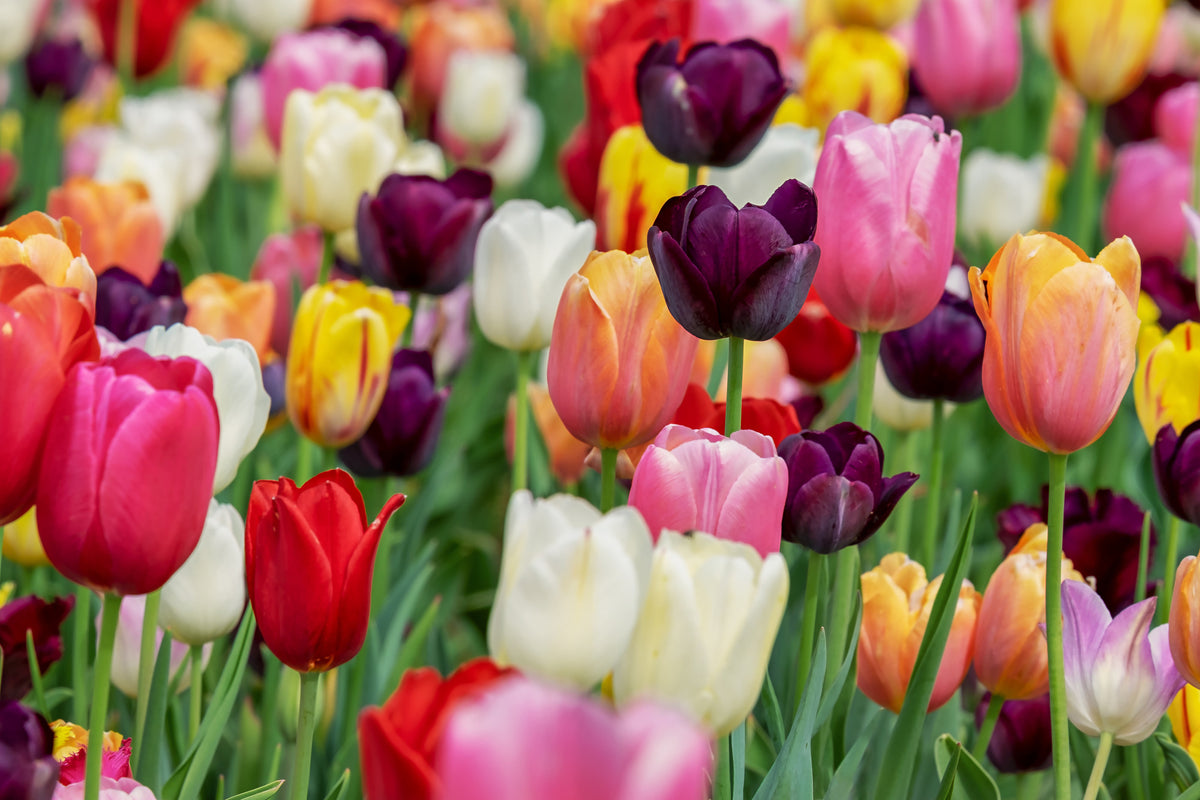 3-piece-aluminium-print-the-colors-of-the-tulips