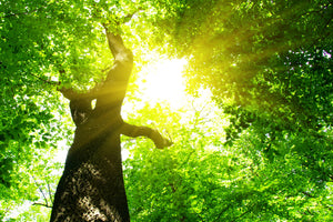 3-piece-canvas-print-tree