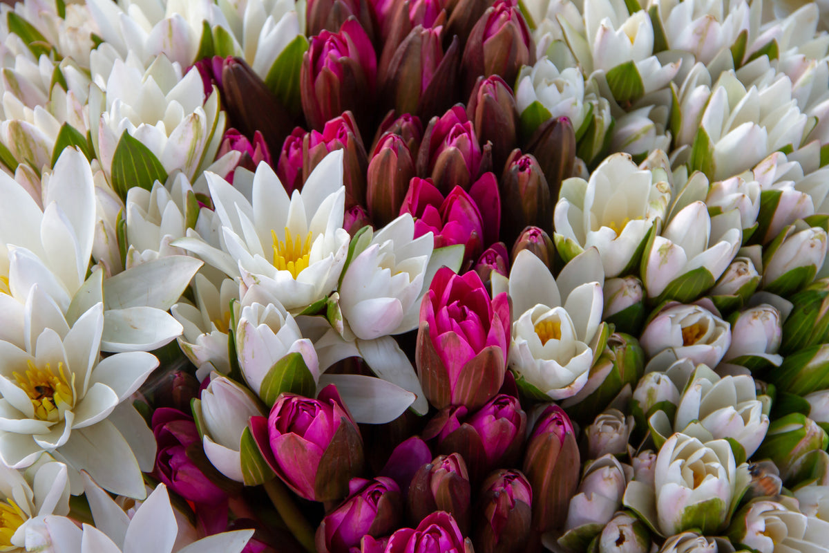 3-piece-aluminium-print-a-bouquet-of-water-lilies