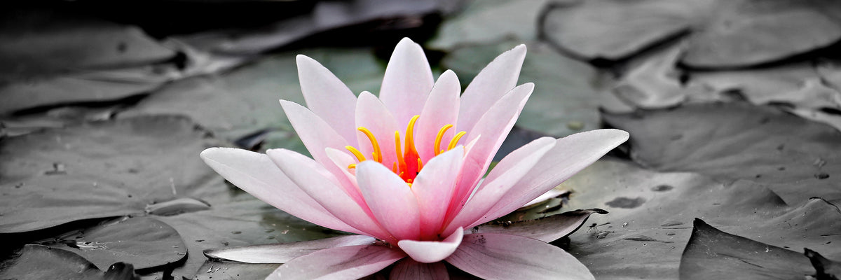 panoramic-3-piece-aluminium-print-the-art-of-water-lily-panorama