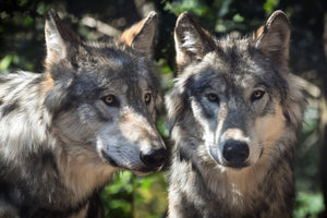 framedcanvas-print-2-wolves