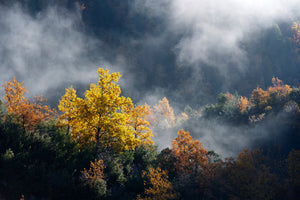 aluminium-print-moonlight-forest