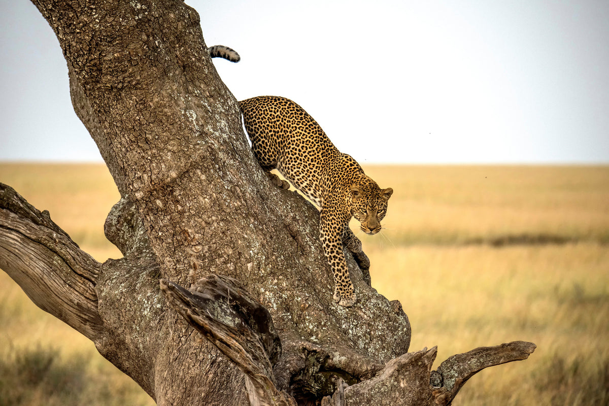 framedposter-print-leopard-serengheti-tanzania