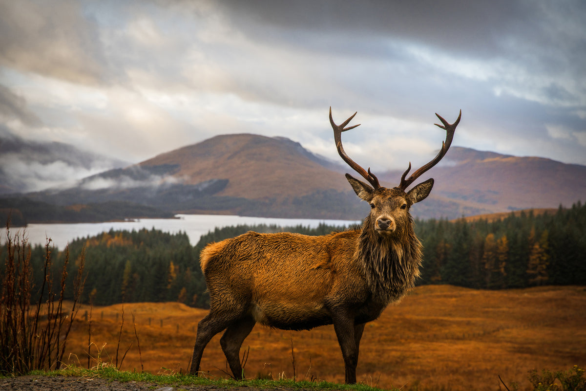 framedposter-print-scottish-stag