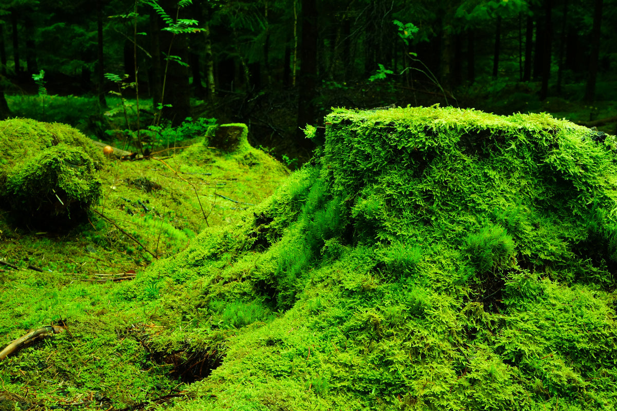 framedposter-print-moss-in-the-forest