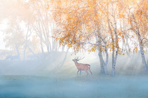 poster-print-elk-lost-in-mist-x