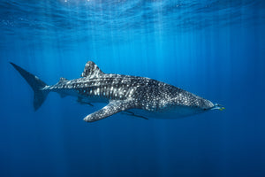 canvas-print-whale-shark-in-the-blue-x