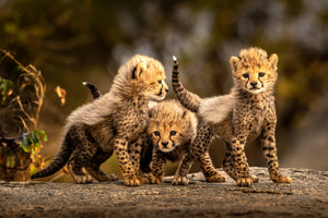 framedposter-print-three-little-cheetahs-x