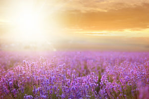 modern-3-piece-canvas-print-sunset-in-lavender-field