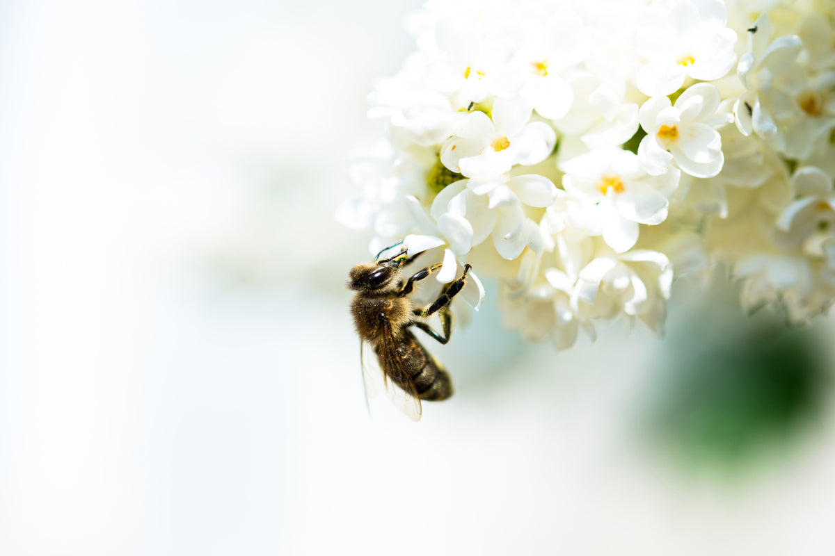 modern-3-piece-aluminium-print-the-bumblebee-and-the-flower