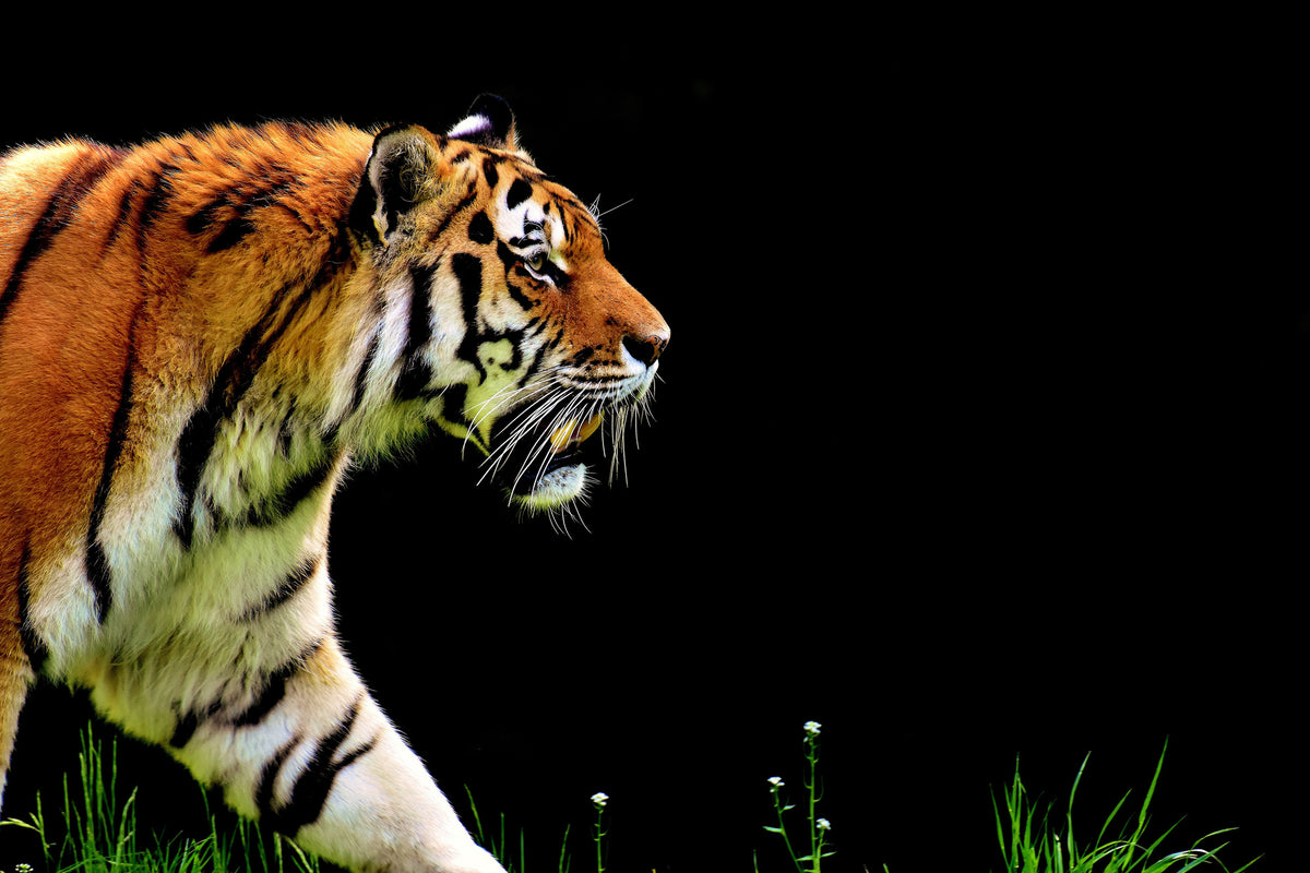 aluminium-print-imposing-tiger