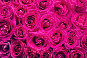 3-piece-canvas-print-rose-petals-in-pink