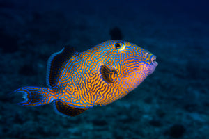 acrylic-print-blue-triggerfish
