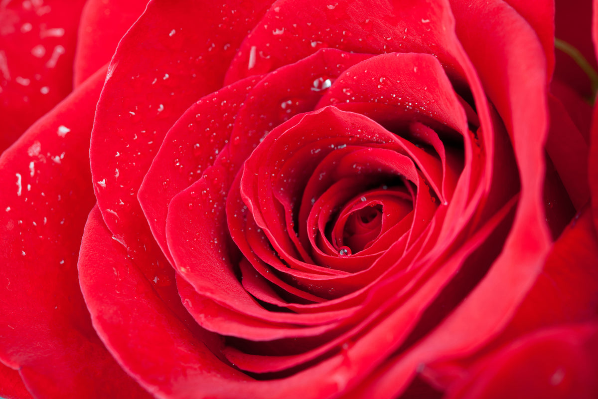 3-piece-canvas-print-red-rose-in-morning-dew