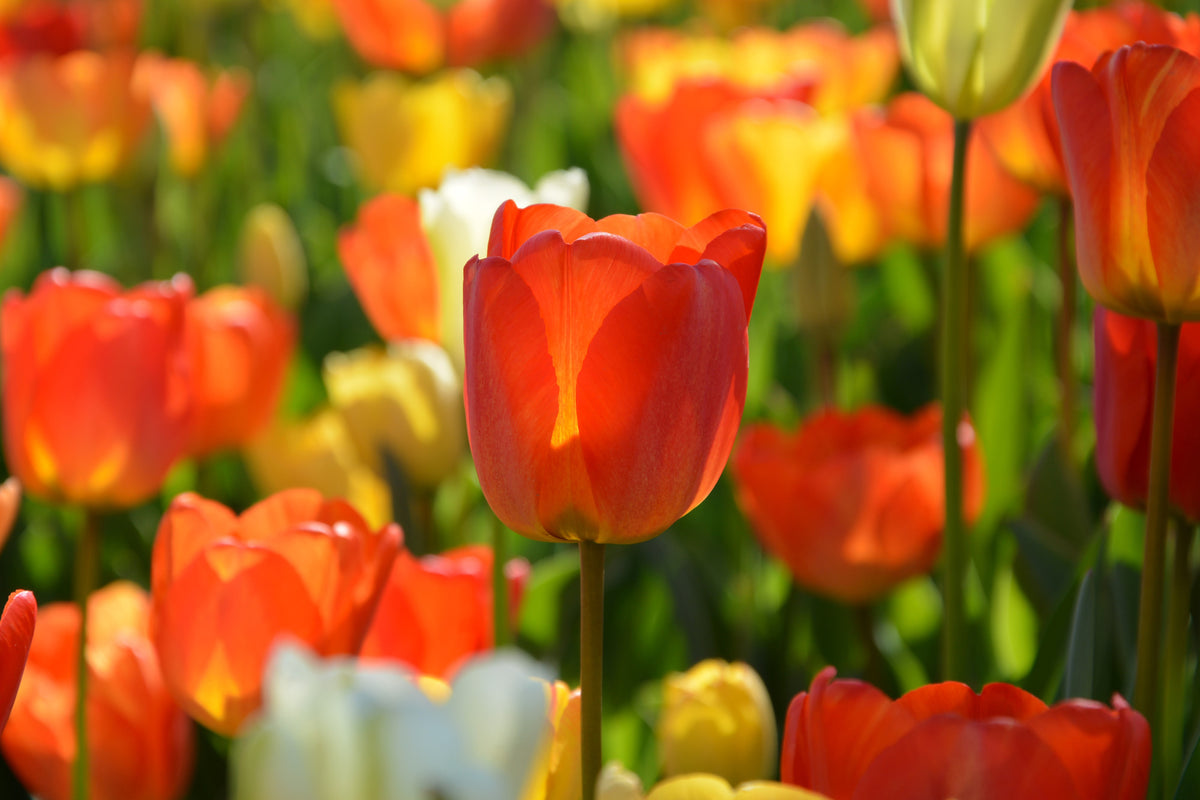 framedcanvas-print-close-up-tulip-field