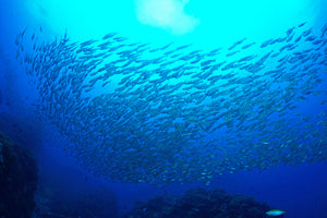 3-piece-acrylic-print-fish-world