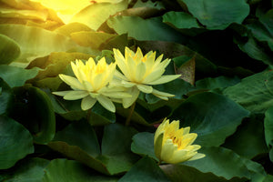 canvas-print-wild-lotus