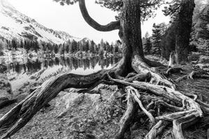 framedcanvas-print-old-tree
