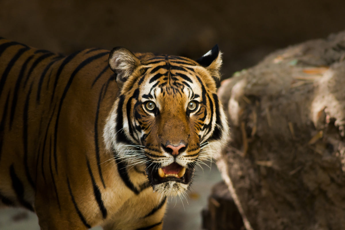 acrylic-print-sibirian-tiger