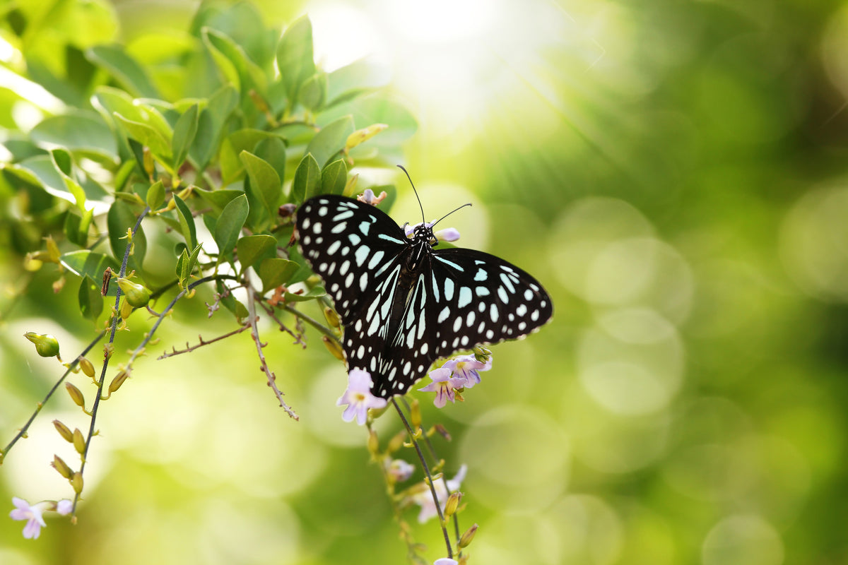framedposter-print-papilio-butterfly-xxl