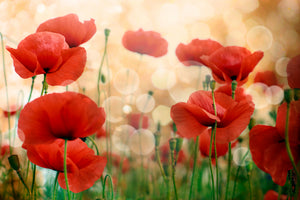 modern-3-piece-acrylic-print-the-poppy