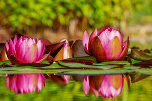 acrylic-print-red-water-lily-trio