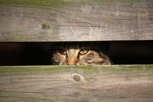 3-piece-aluminium-print-cat-in-hiding