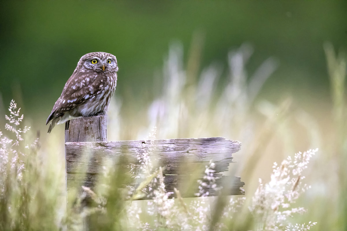 acrylic-print-little-owl-x