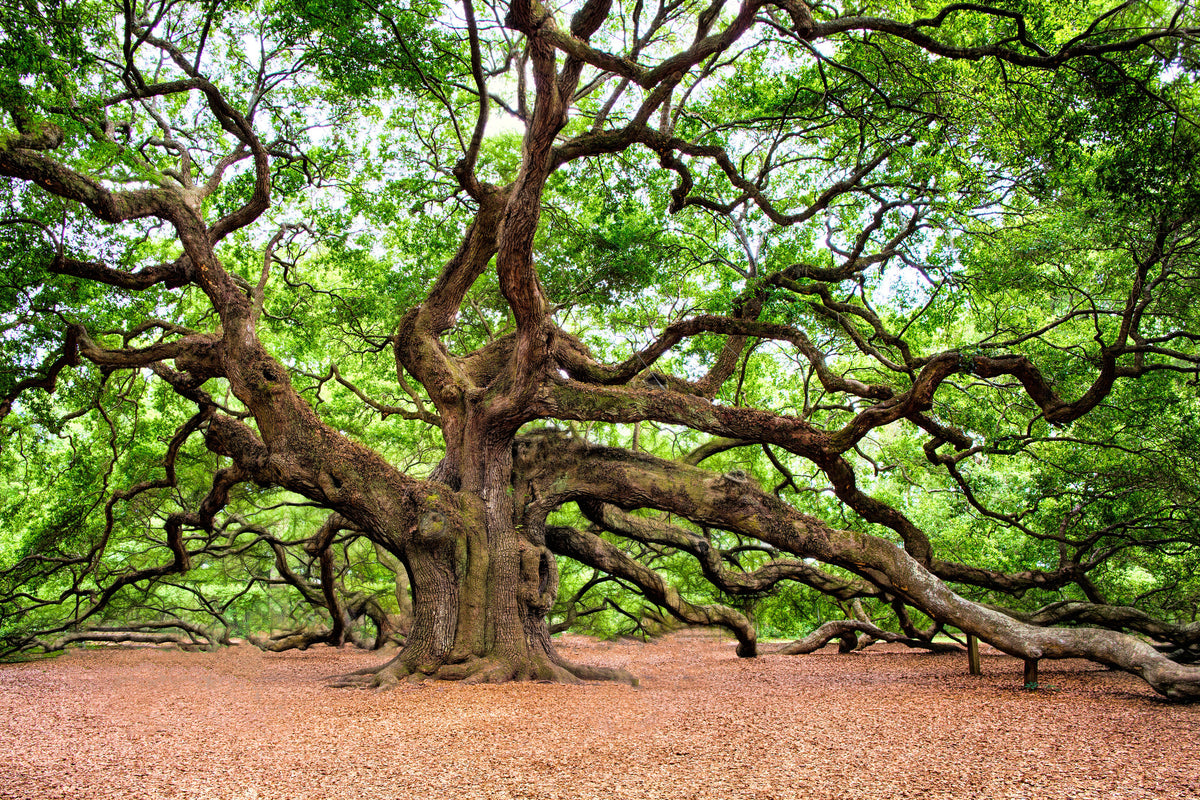 3-piece-acrylic-print-the-oak