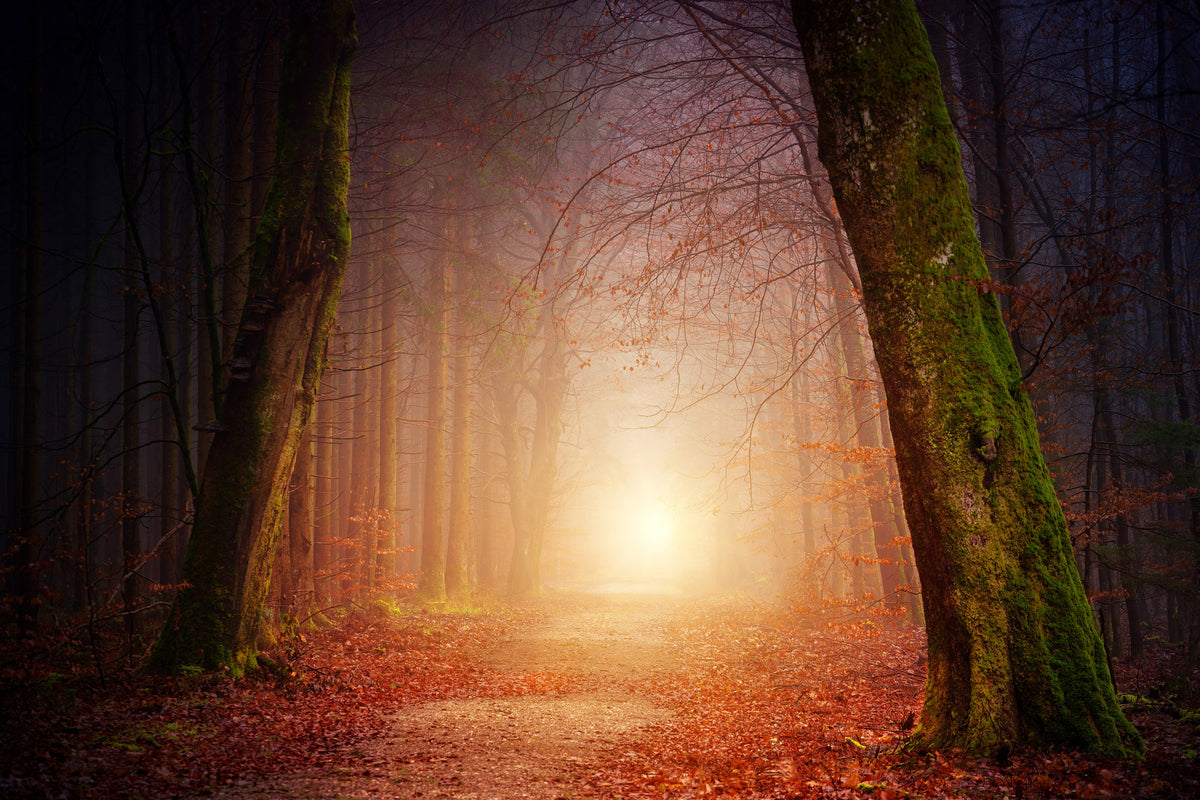 aluminium-print-autumn-in-the-woods