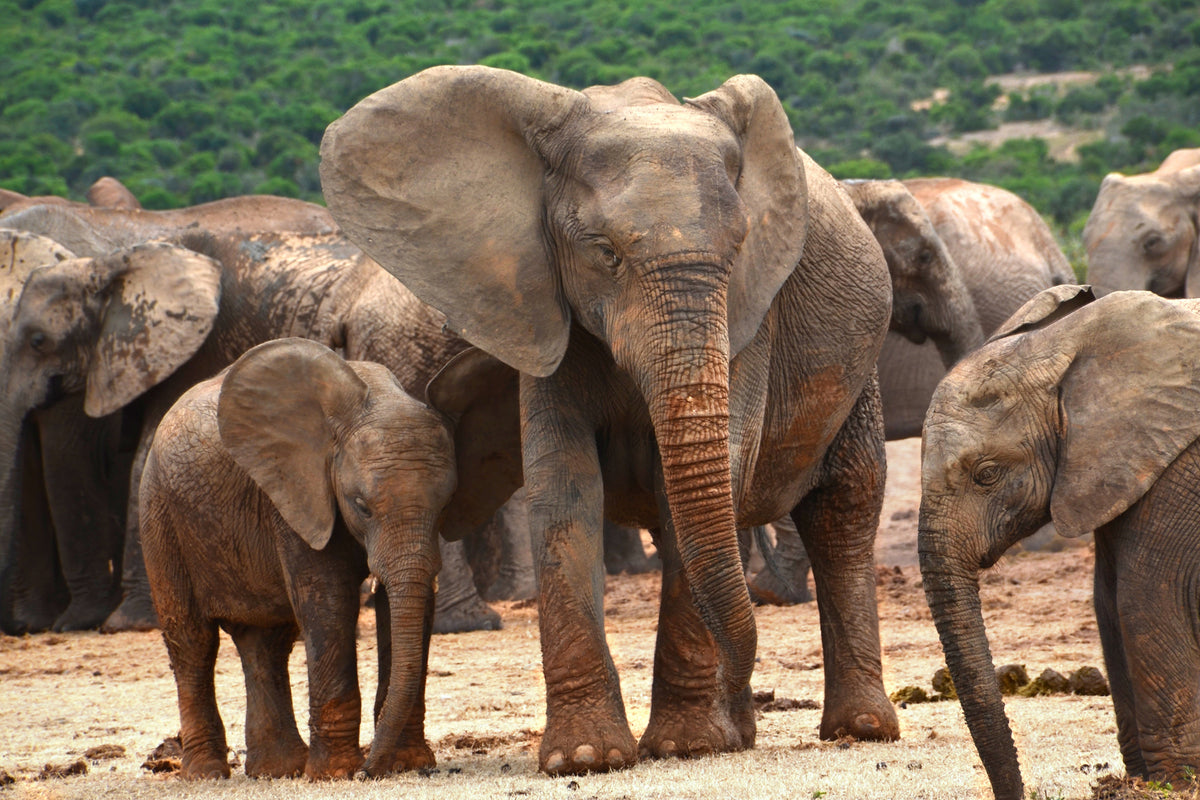 framedcanvas-print-elephant-herd-in-africa