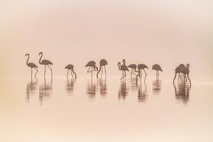 framedcanvas-print-flamingos-in-the-mist-x