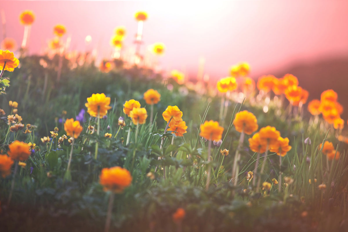 3-piece-canvas-print-the-mountain-meadow