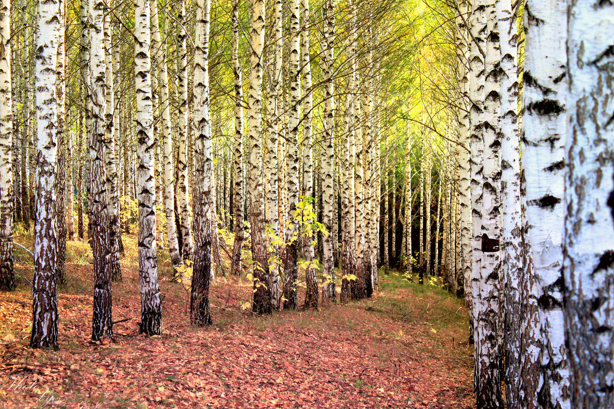 framedposter-print-the-path-between-birches