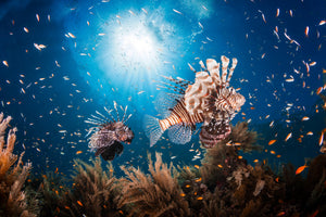modern-3-piece-aluminium-print-lionfish-ii