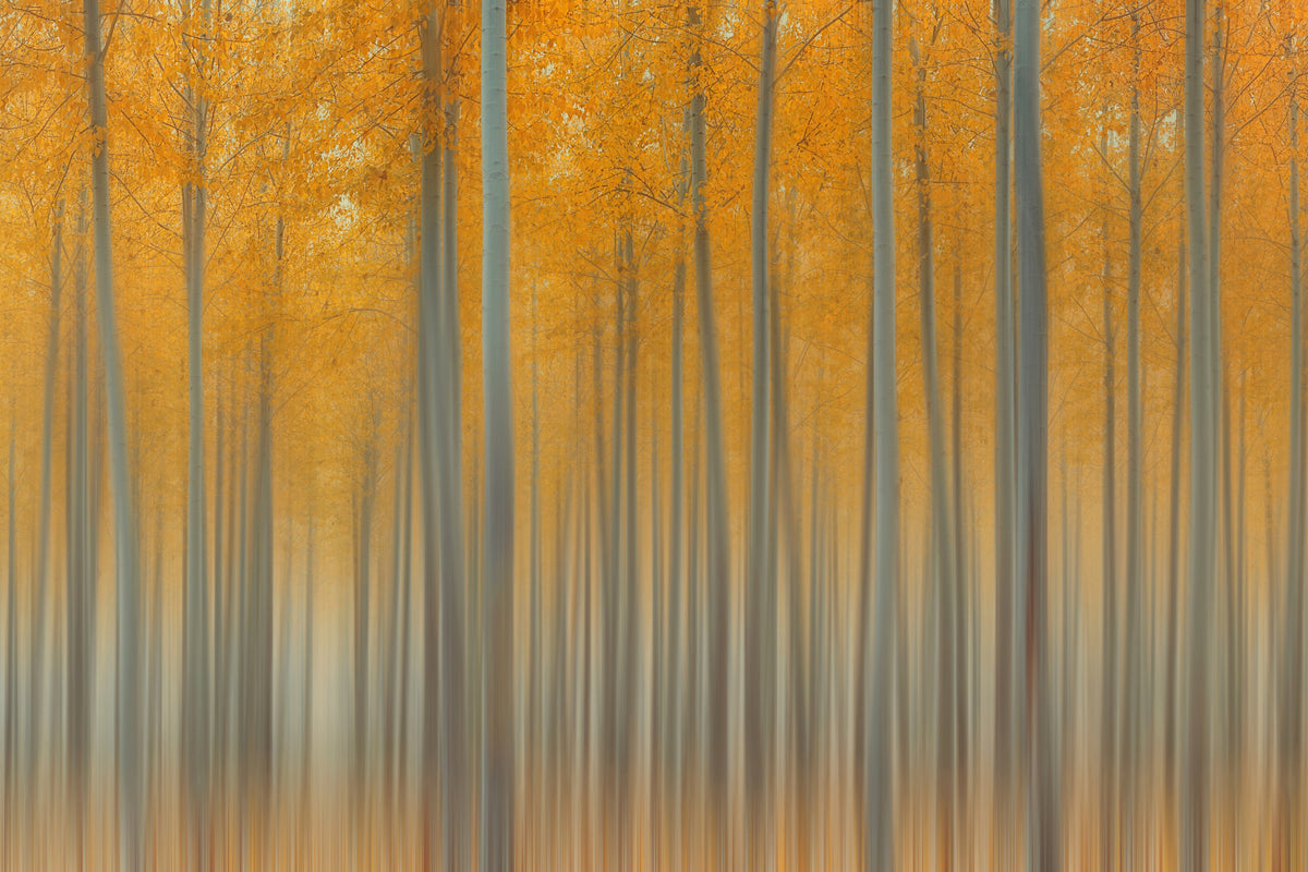 framedposter-print-autumn-delight-ii