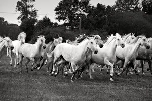 framedposter-print-the-mustang-herd