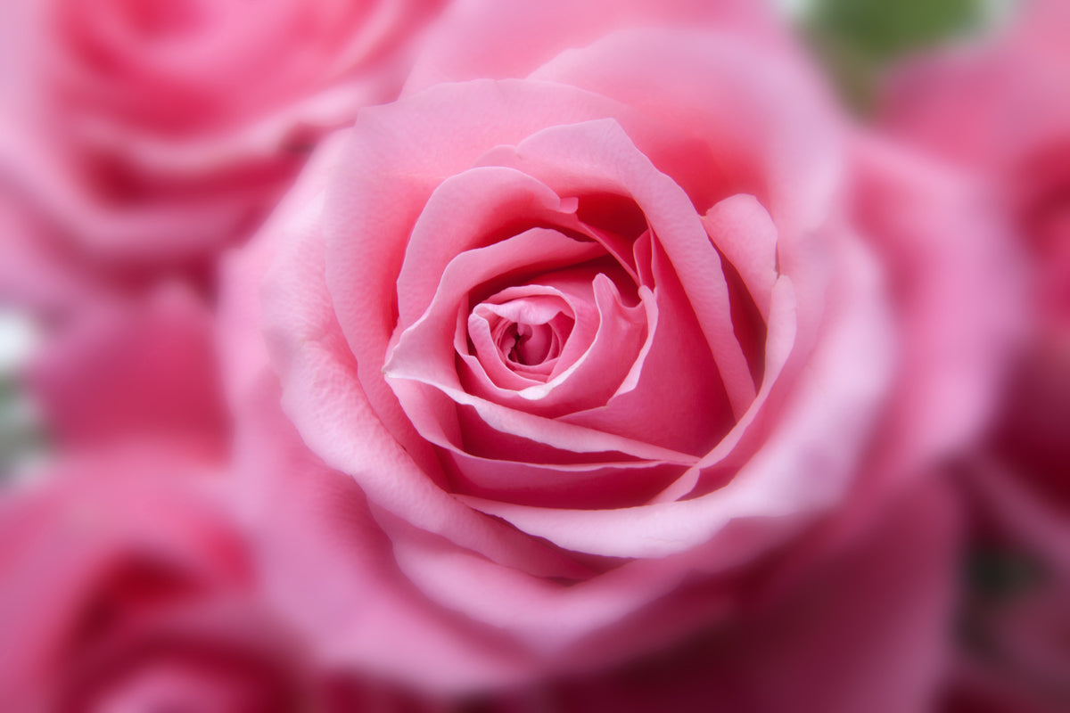 3-piece-acrylic-print-roses-macro