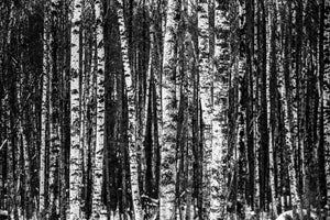3-piece-canvas-print-many-birches-xl