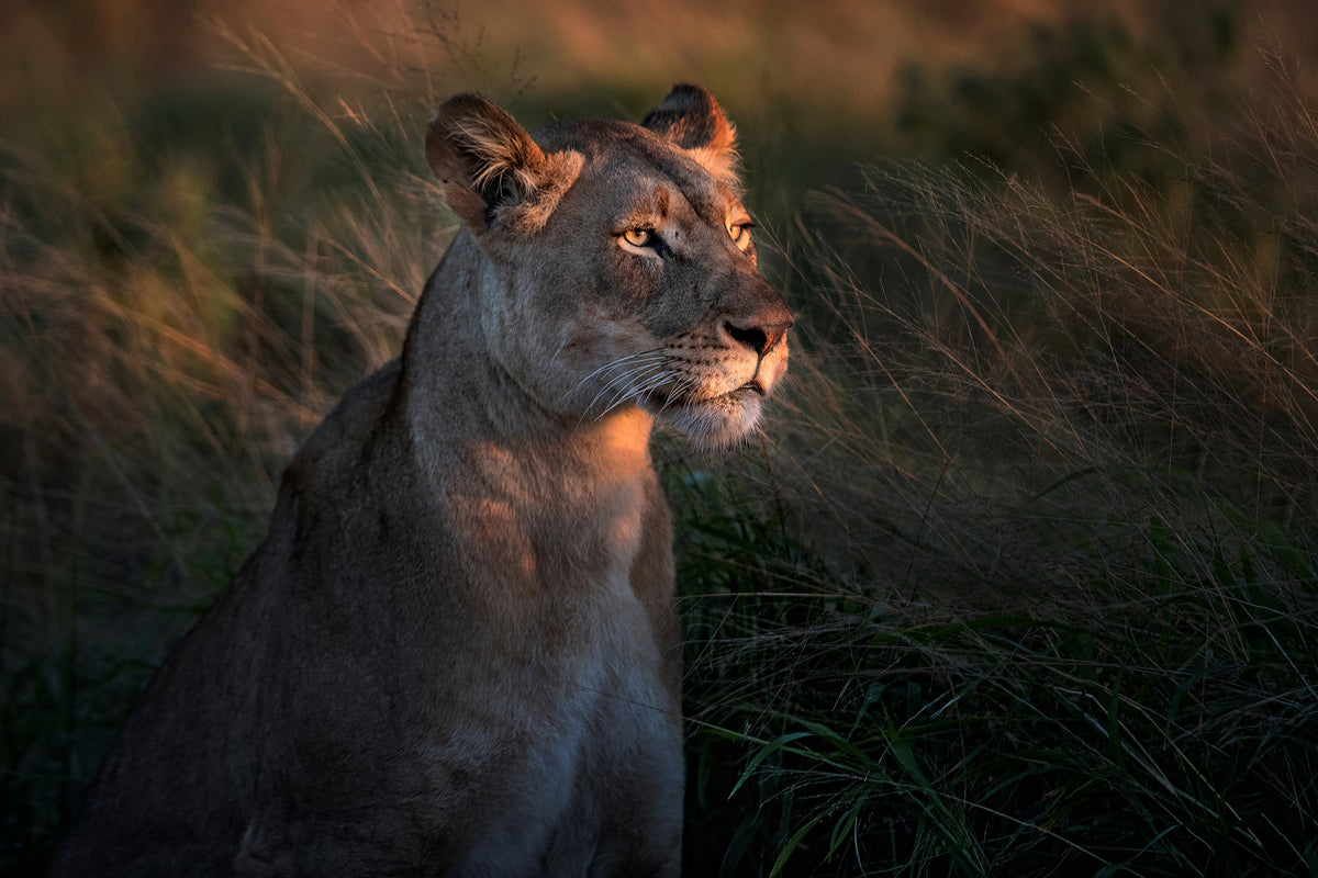 poster-print-lioness-at-first-day-ligth-x