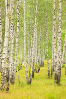 poster-print-the-birch-forest-in-late-summer
