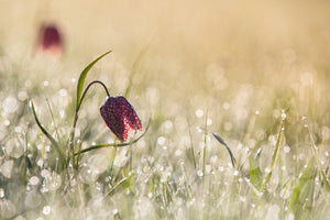 3-piece-aluminium-print-morningdew