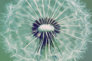 aluminium-print-close-up-dandelion