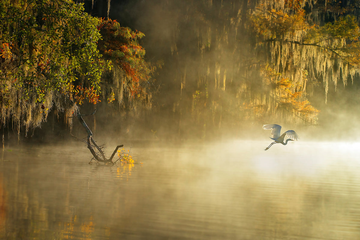 poster-print-egret
