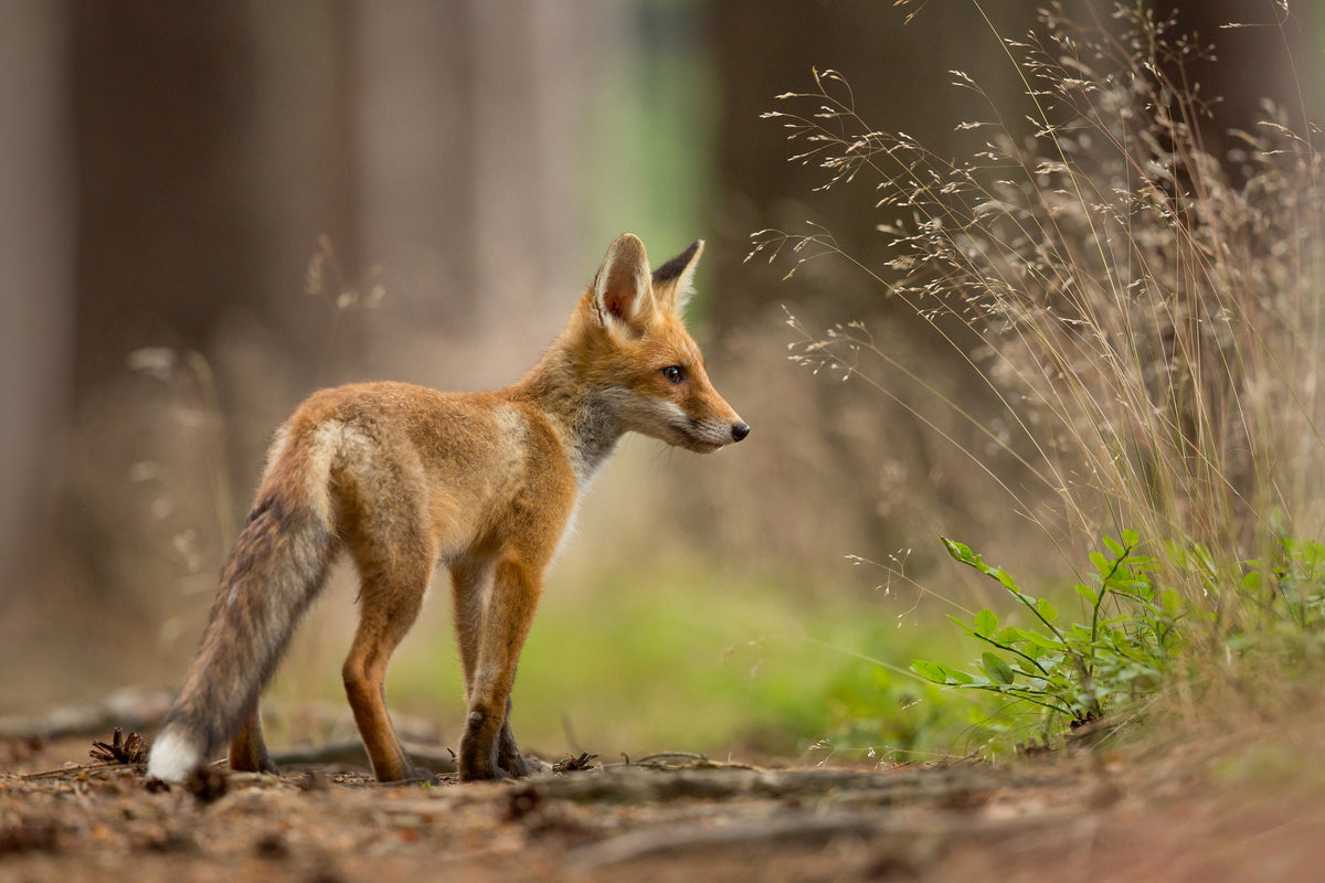 canvas-print-red-fox-xqm