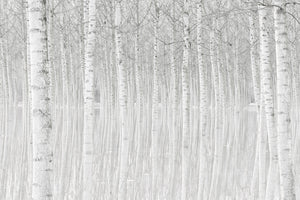 3-piece-aluminium-print-trees