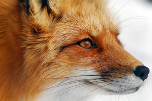 framedcanvas-print-red-fox-x