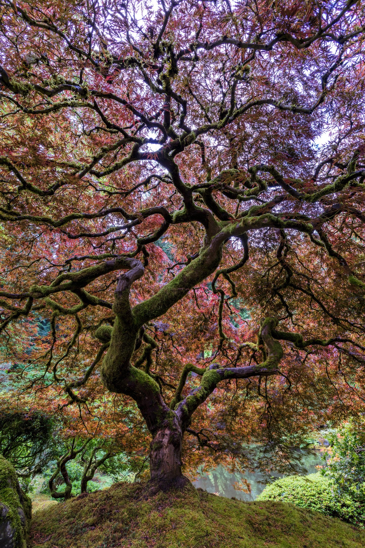 canvas-print-japanese-maple-tree
